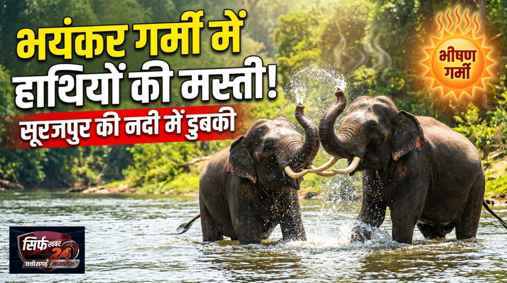 गर्मी से राहत… गजराजों की चाहत: सूरजपुर की फुलझर नदी में दंतैल हाथियों का मनमोहक वीडियो"